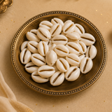 Kaudi Shells